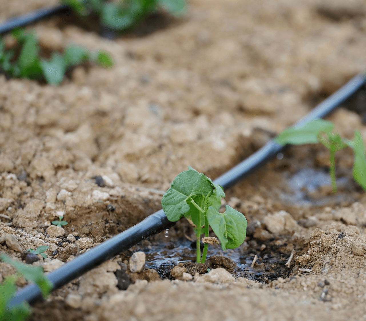 Smart Soil-Based Irrigation at IISS