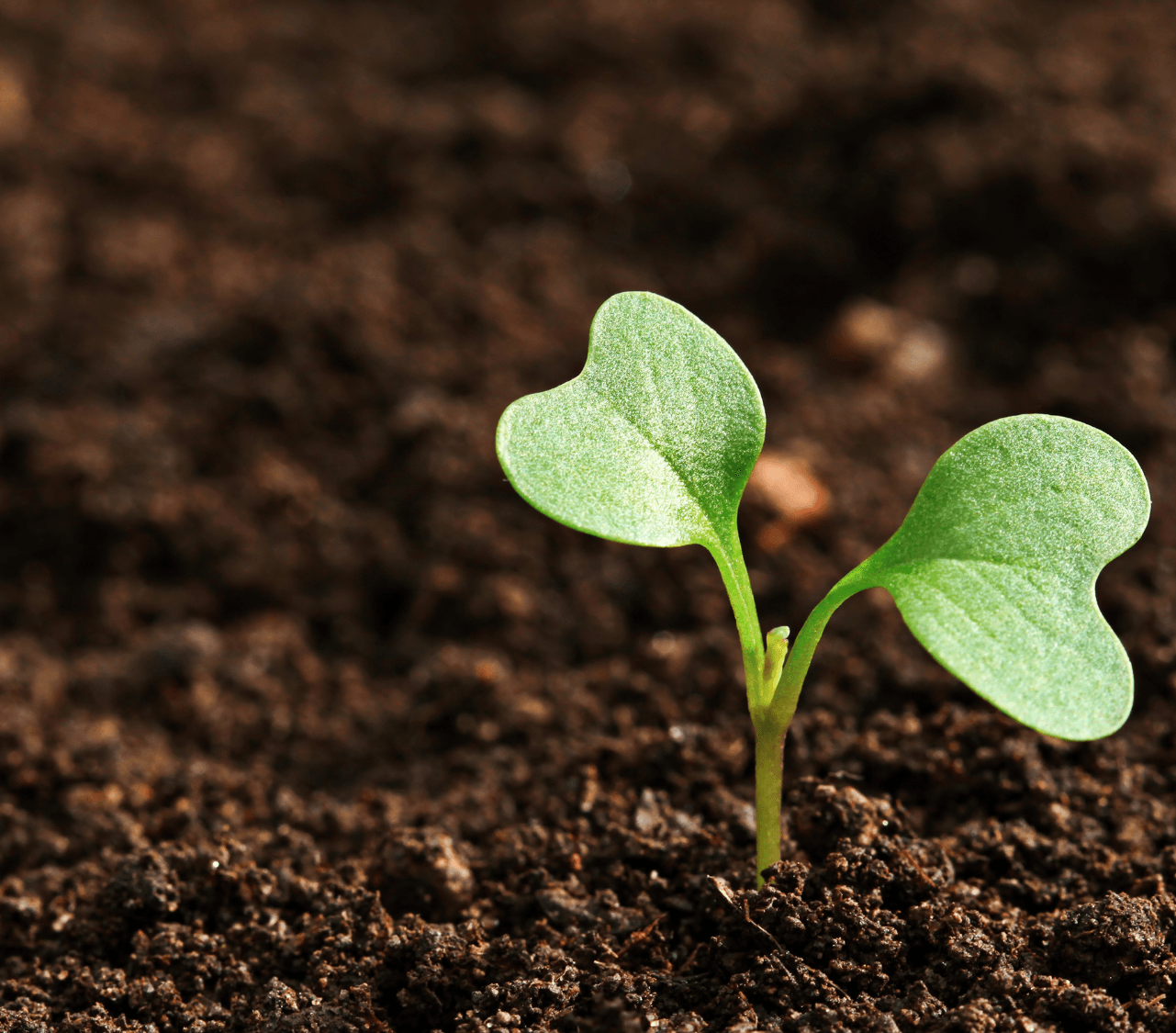 Smart Soil Health Monitoring