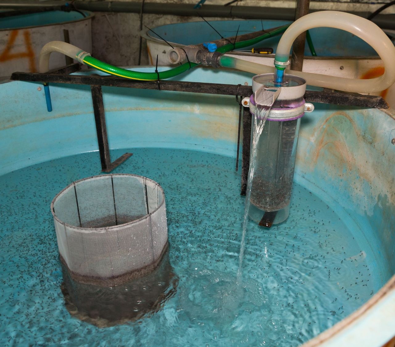 Smart Shrimp Hatchery Feeder System