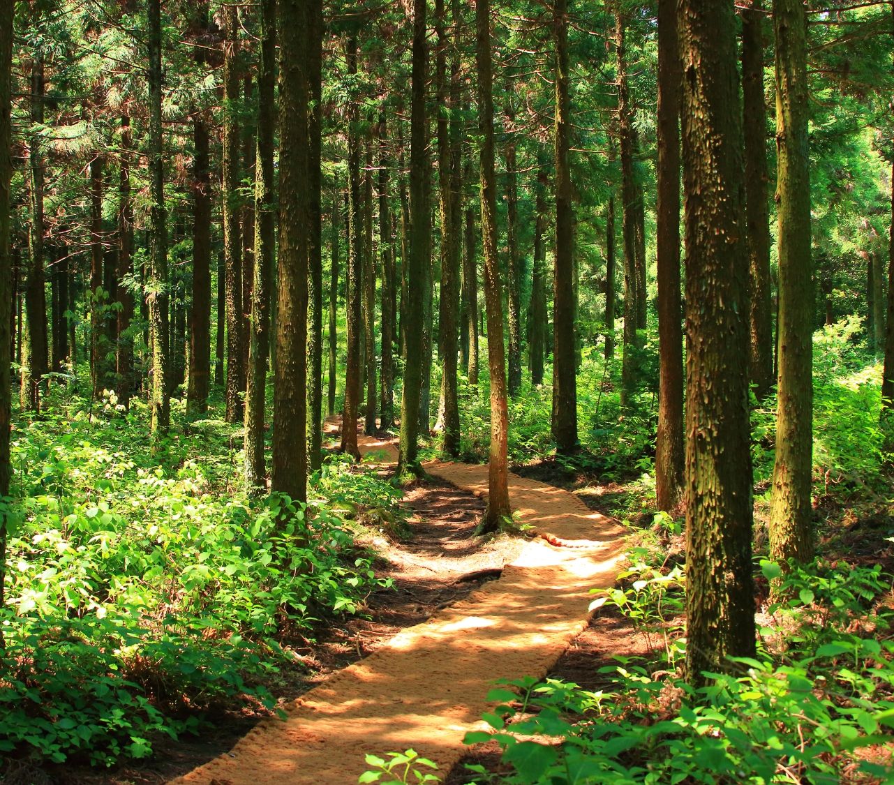 Microclimate Monitoring in Walayar Forest