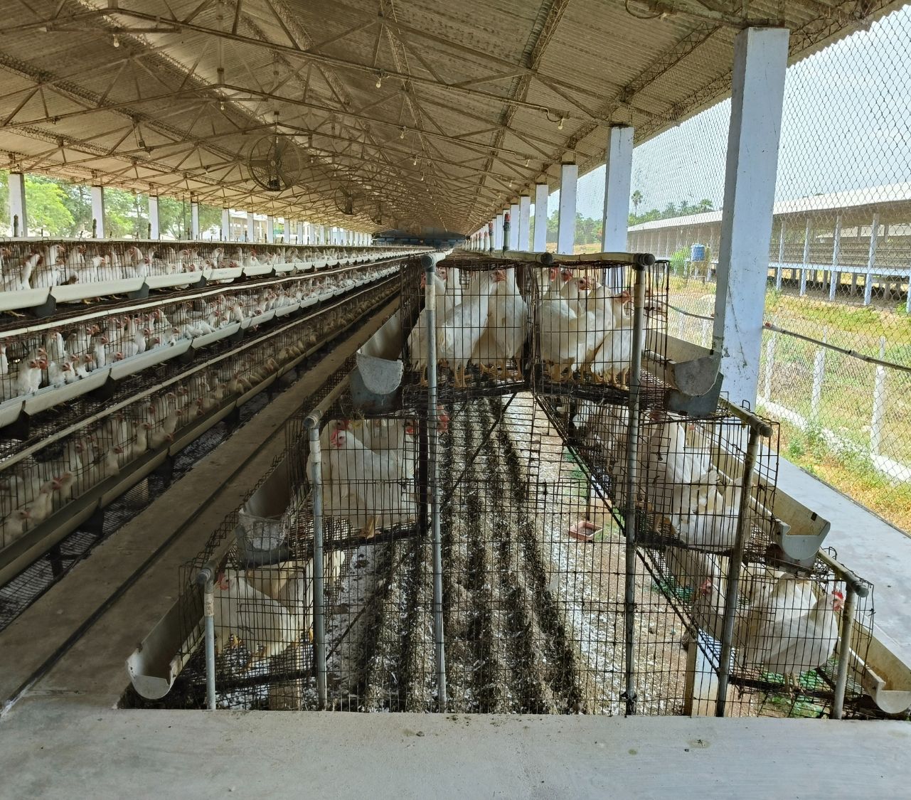 Smart Indoor Ambiance Monitoring for Layer Poultry Farming