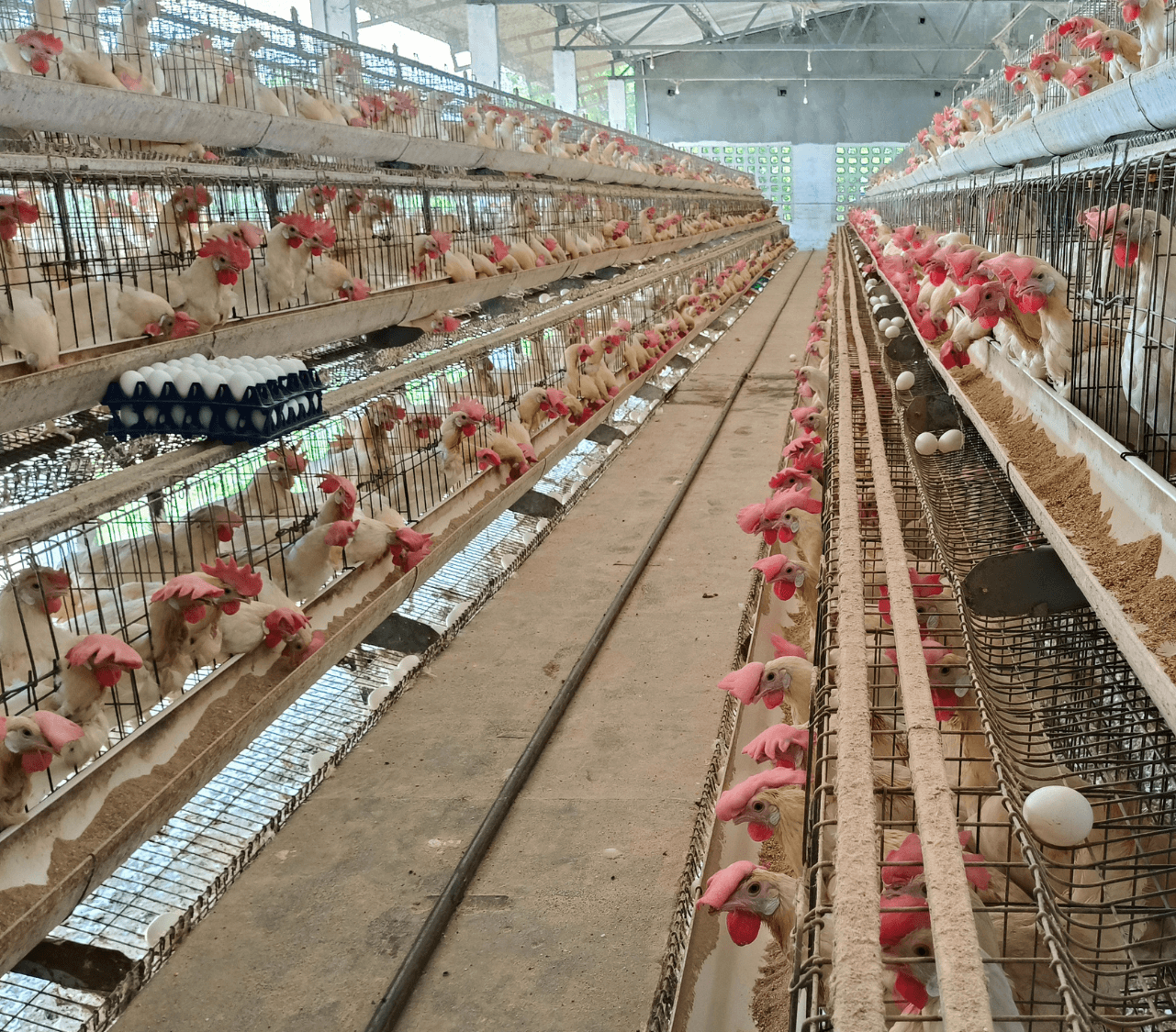Smart Water Monitoring for Healthier Poultry