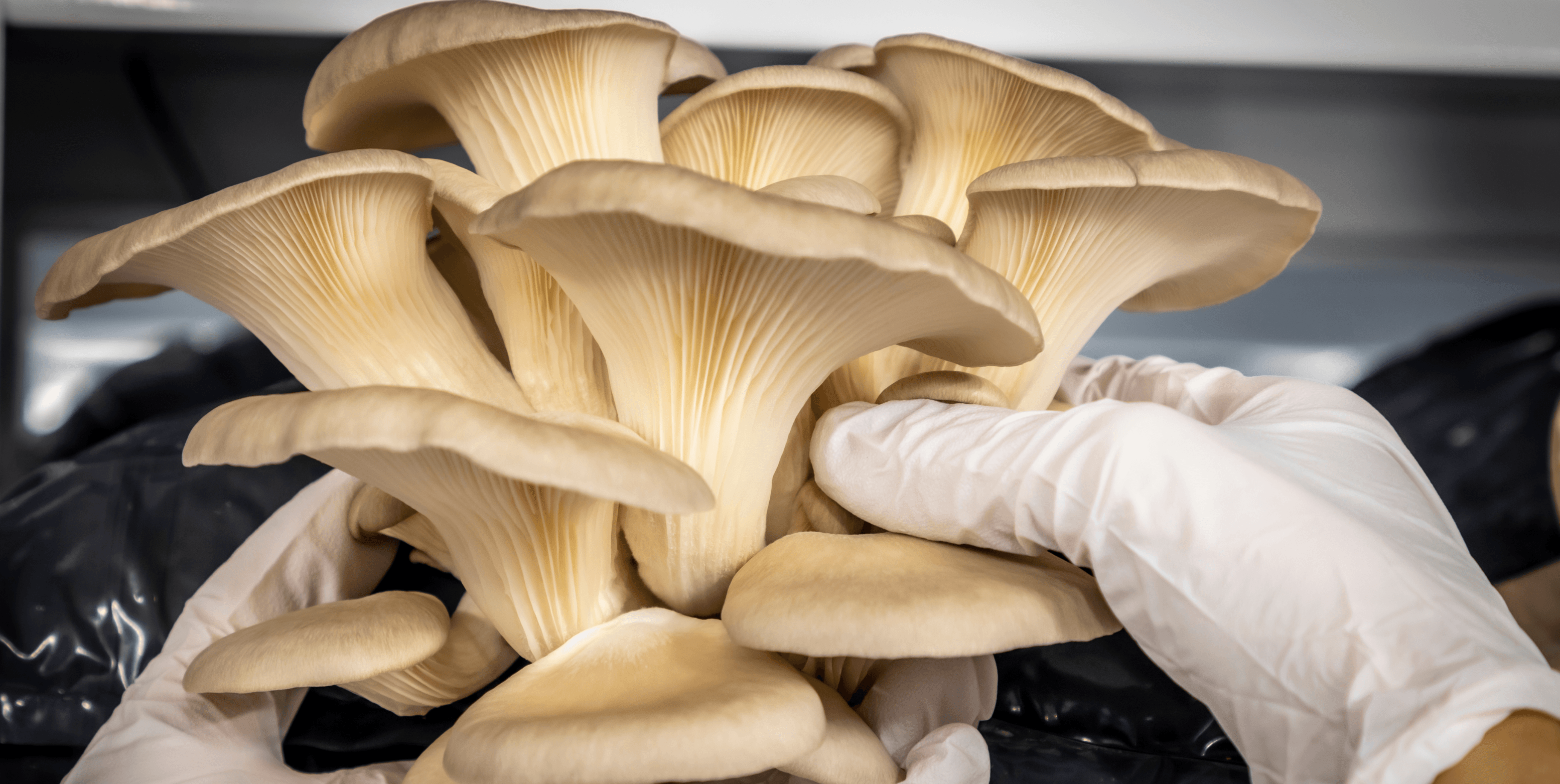 Smart Climate Monitoring for Mushrooms