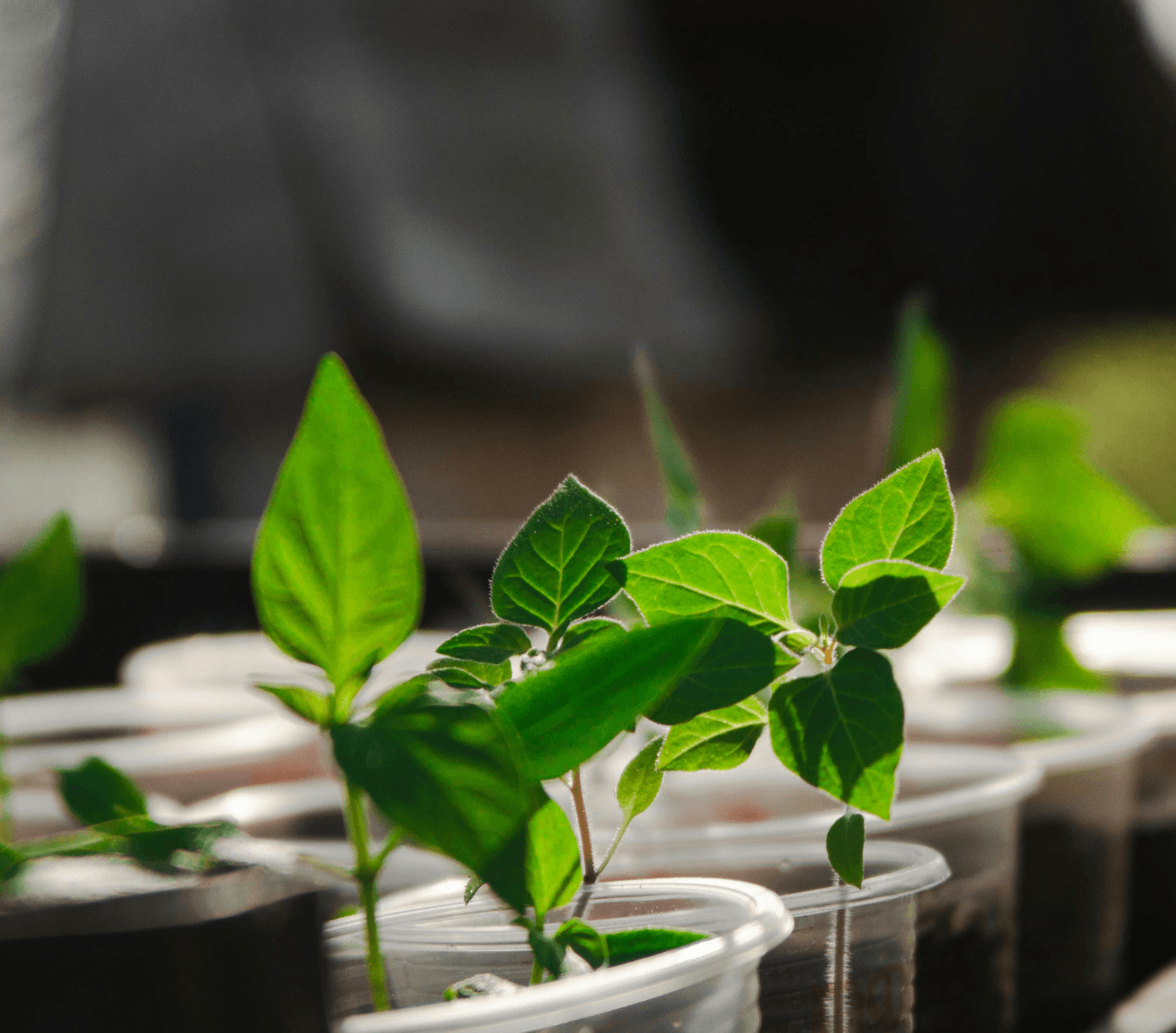 Smart Soil Monitoring for Medicinal Plants