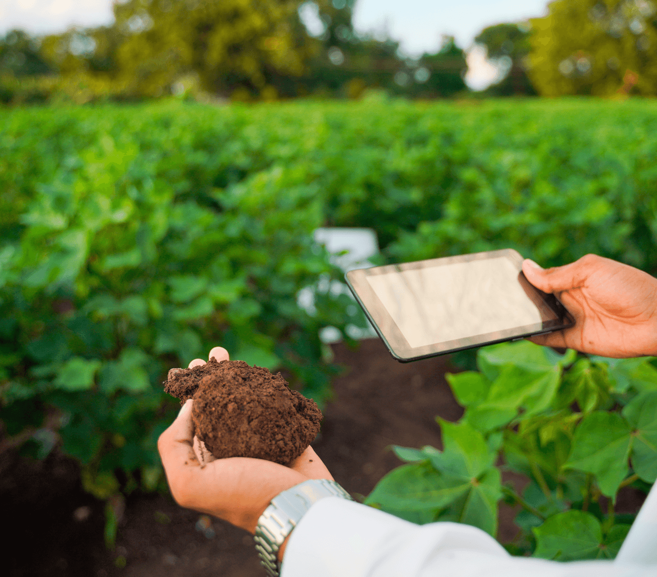 Intelligent Soil Insights for Smarter Growth