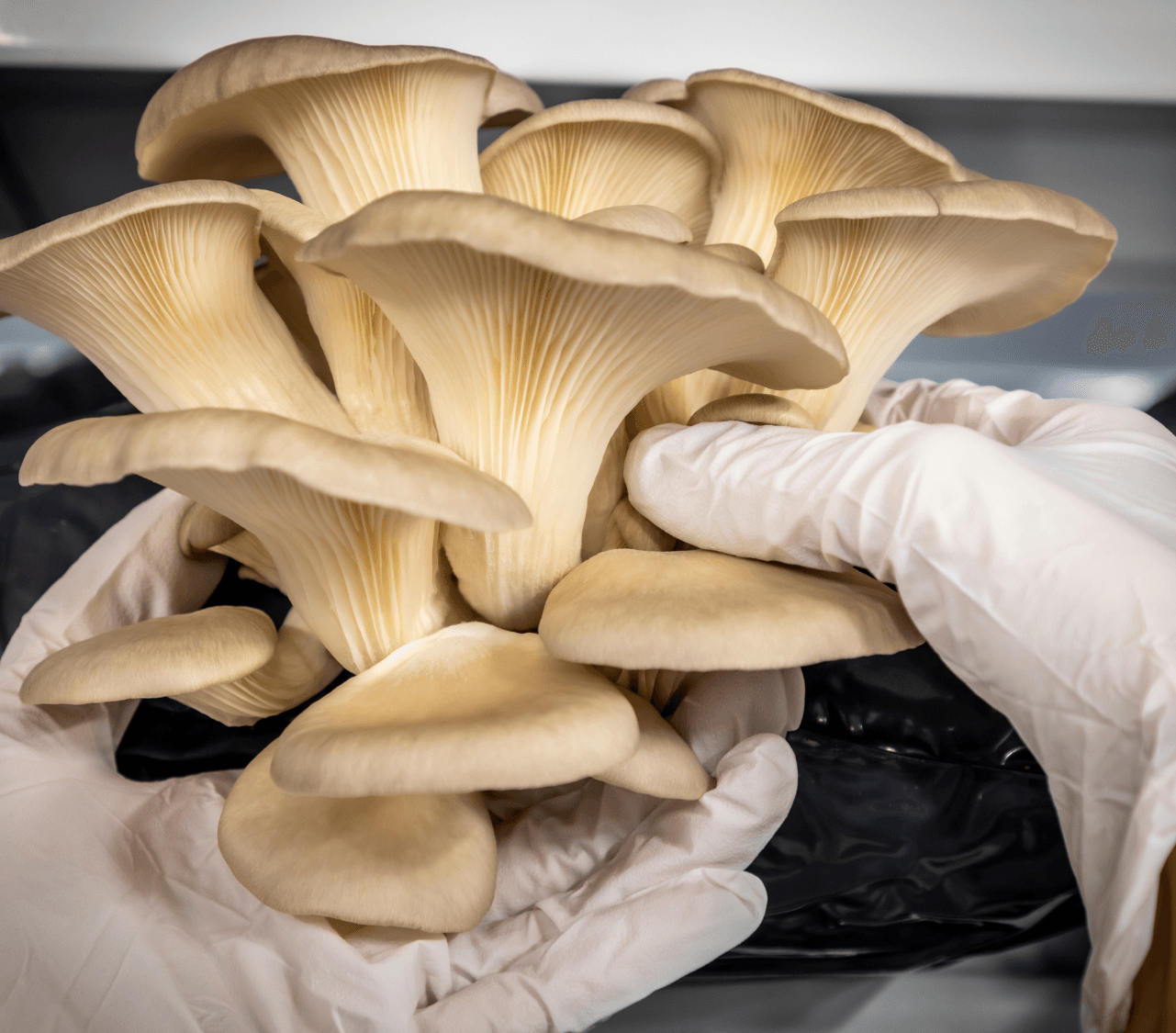 Smart Climate Monitoring for Mushrooms