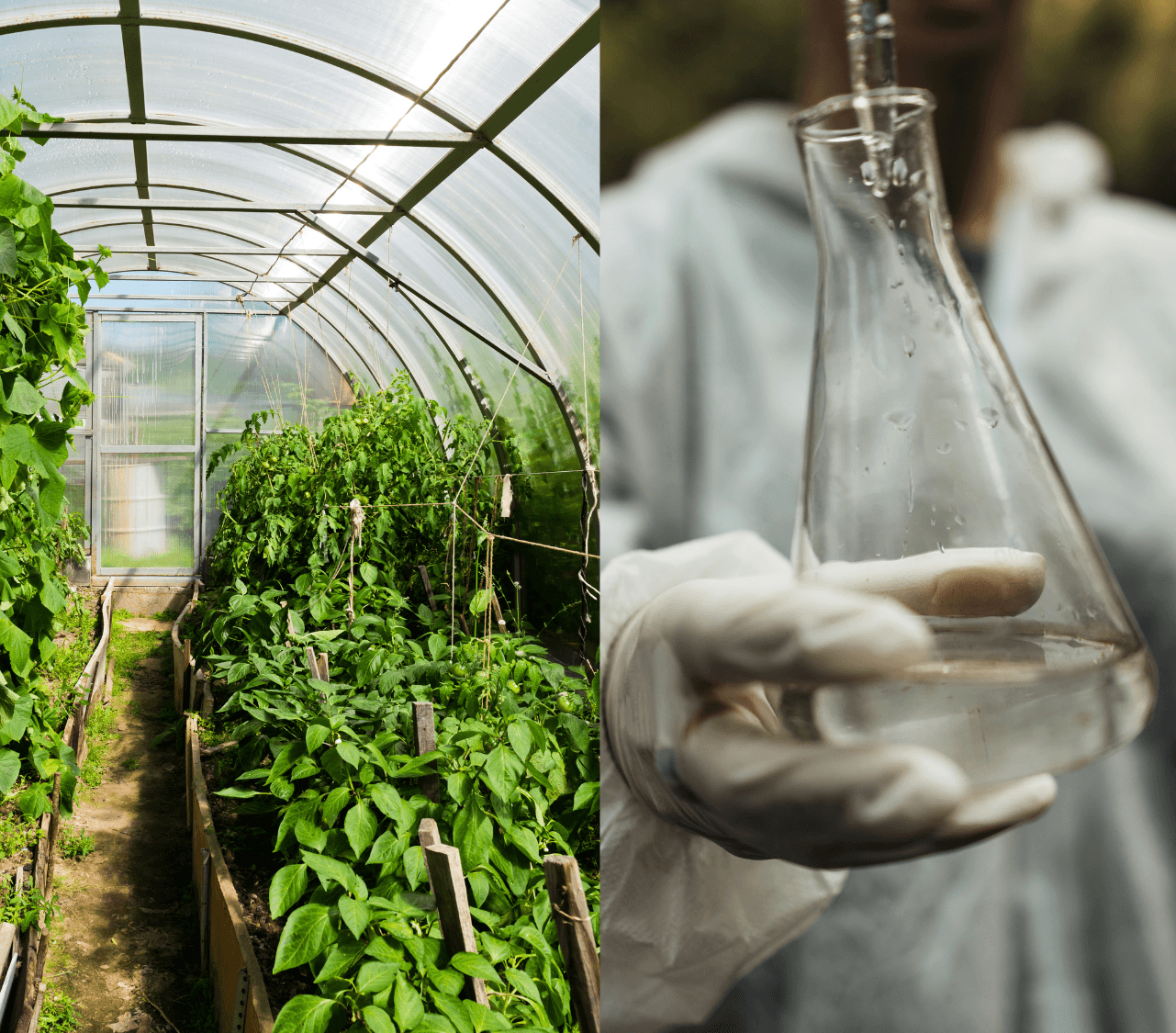 Water Quality Innovation at KITS Polyhouse