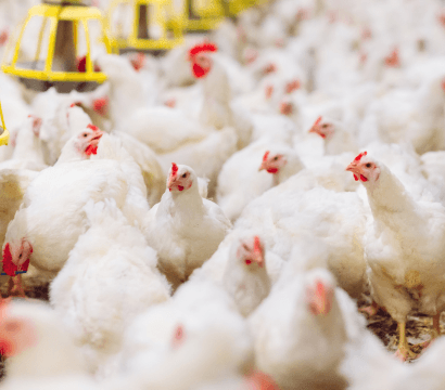 Indoor Ambience Monitoring in Poultry